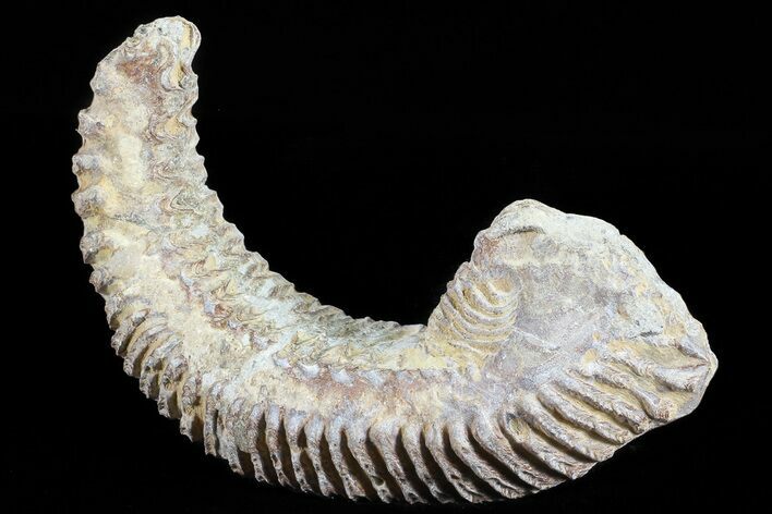 Cretaceous Fossil Oyster (Rastellum) - Madagascar #69639